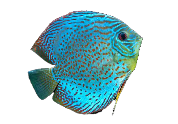 right-fish