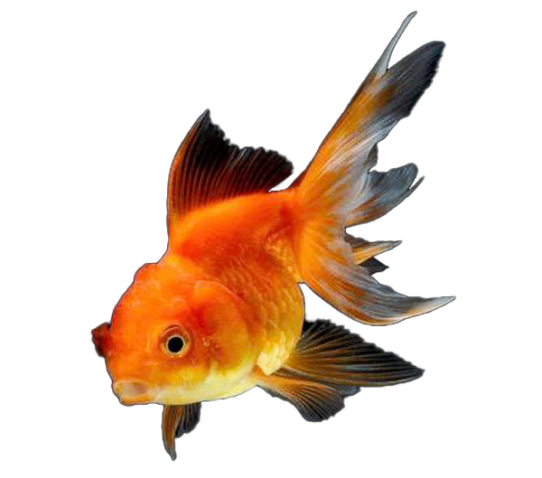 left-fish